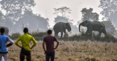 One killed as wild elephants raid Nawada in search of food