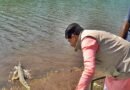 CM Mohan Yadav releases rare turtles, baby gharials into Una river
