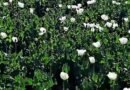 Pakistan: Locals worried as Balochistan becomes new hub for poppy cultivation