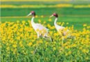 <div>UP govt plans ‘Sarus circuit’ in Mainpuri, Etawah to promote conservation of state bird ‘sarus crane’</div>