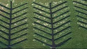 <div>TN plants 20,000 mangroves along Buckingham canal to boost Chennai’s climate resilience</div>