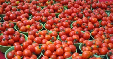 Crash in tomato prices forces TN farmers to halt harvest
