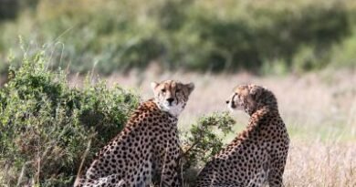 Cheetah from Kuno National Park reaches Rajasthan village, triggers panic