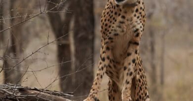 <div>Milestone for first India-born cheetah ‘Mukhi’</div>