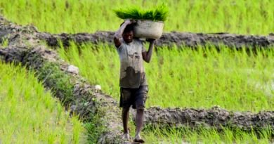 <div>Diversification no longer choice but necessity for future of Punjab’s farming: Report</div>