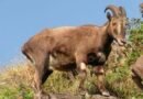 Nilgiri Tahr census likely after TN polls; forest dept prepares with new tech, training