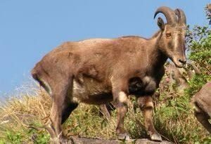 Nilgiri Tahr census likely after TN polls; forest dept prepares with new tech, training