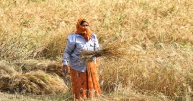 India clocks unprecedented foodgrain output, boosts institutional support to farmers