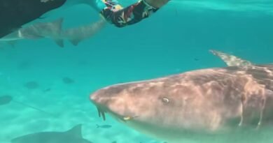 Hina Khan swims with sharks in the Maldivian sea