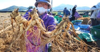 South Korea seeks UNESCO heritage status for ginseng, taekwondo traditions
