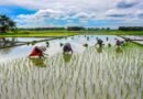 El Nino likely to add to existing inflationary pressures, buffer stocks well-positioned: Eco Review
