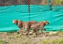 CM Yadav to release two Cheetahs into wilderness at Kuno National Park