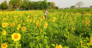 Cabinet okays increase in MSP for 14 kharif crops