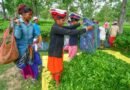 All tea garden community dominated seats won by NDA: Assam CM