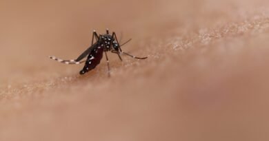 Dengue cases rise in Sri Lanka amid monsoon risk: health officials