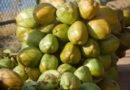 Gujarat records 20 pc rise in tender coconut production