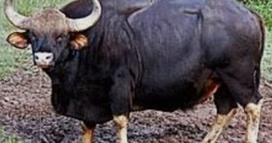 Wild gaur relocation drive begins in Karnataka’s Malnad to curb human-animal conflict