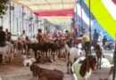Bakrid: Rapid Response Teams to ensure animal welfare, sanitation in Delhi