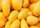 <div>Gujarat’s Kesar mangoes fill London’s Heathrow airport with fragrance</div>