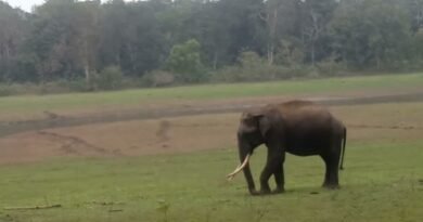 Kerala logs third man-animal conflict death in a week