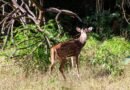 Karnataka govt approves full reopening of jungle safaris at Bandipur, Nagarahole Tiger Reserves