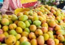 Tripura: Exotic mango under trial for self-reliance