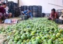 Indian mangoes prove a hit in Washington