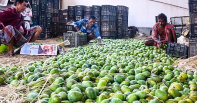 Indian mangoes prove a hit in Washington