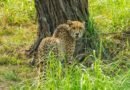 MP: India-born cheetah kgp11 dies at Kuno after treatment