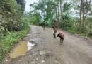Woman among three killed in armed attack on Manipur village; houses set ablaze