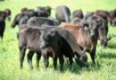 US confirms 2nd New World screwworm case in Texas