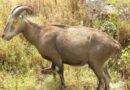 Nilgiri Tahr population rises to 1,364 in Tamil Nadu: Survey