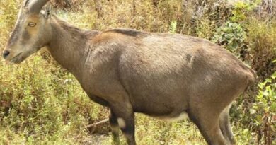 Nilgiri Tahr population rises to 1,364 in Tamil Nadu: Survey