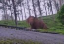 Monsoon vigil intensified in Gudalur as TN forest dept steps up wildlife monitoring