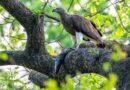 Assam’s Kaziranga emerges as key haven in India for raptors and storks: Survey