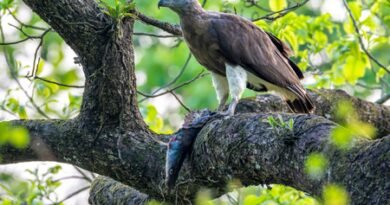 Assam’s Kaziranga emerges as key haven in India for raptors and storks: Survey