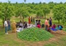 Jharkhand makes global debut in fruit exports, 1st mango consignment sent to UK