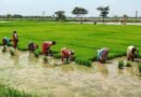 TN delta farmers call for interim MSP increase over fuel, fertiliser price hike