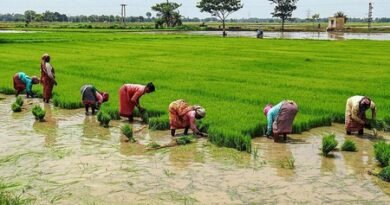 TN delta farmers call for interim MSP increase over fuel, fertiliser price hike