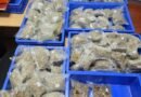 Delhi Customs seizes hydroponic weed worth Rs 5.38 Crore at IGI Airport, two arrested