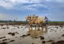 Total area sown in India’s current kharif season so far crosses 119 lakh hectares