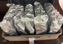 10.91 kg hydroponic marijuana worth Rs 11 cr seized at Ahmedabad airport, flyer held