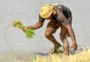 Groundwater depletion casts shadow over Kuruvai cultivation in Cauvery delta