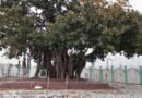 <div>Santhal Hul: Jharkhand’s Bhognadih prepares to honour tribal heroes of India’s earliest freedom uprising</div>