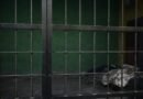 Pakistan: 14 prisoners escape from prison van in Rawalpindi
