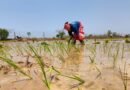 Delta farmers seek special relief package as Kuruvai loss threatens incomes in TN