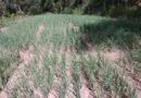 MP makes history with 12 GI tags in horticulture crops