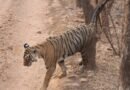 Andhra Pradesh working to strengthen tiger population in Easter Ghats: Pawan Kalyan
