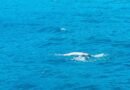 Kareena Kapoor swims in the middle of the Aegean Sea during her Greece vacation