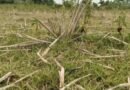 <div>Drought deepens in TN’s Namakkal as dry lakes leave farmers staring at crop losses</div>